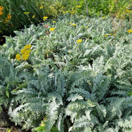 Achillea Moonshine - image 2