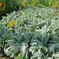 Achillea Moonshine - image 2