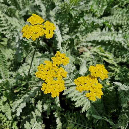 Achillea Moonshine - image 1