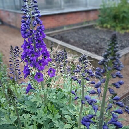 Aconitum car. Arendsii
