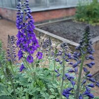 Aconitum car. Arendsii