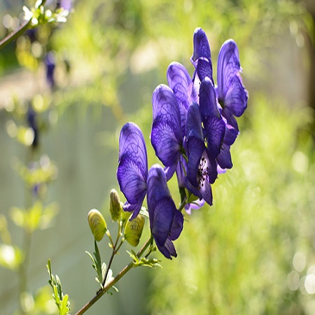 Aconitum car. Arendsii