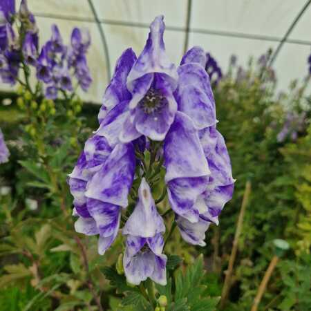 Aconitum car. Cloudy