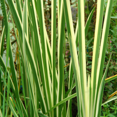 Acorus calamus Argenteostriatus | Tendercare