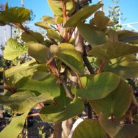 Actinidia deliciosa Atlas