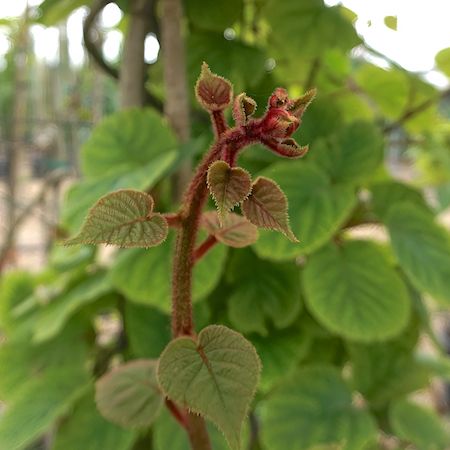 Actinidia deliciosa Boskoop - image 2