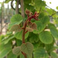 Actinidia deliciosa Boskoop - image 2