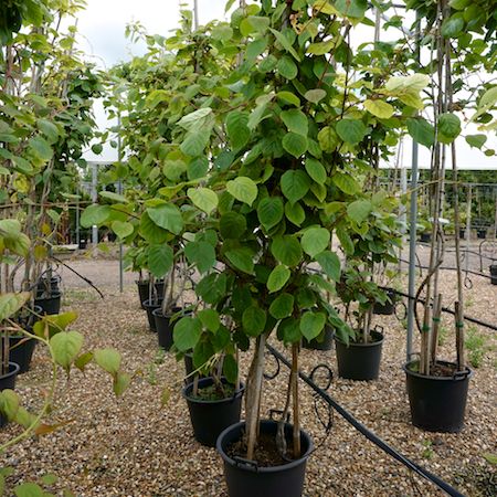 Actinidia deliciosa Boskoop - image 1