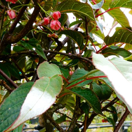 Actinidia tetramera var. maloides