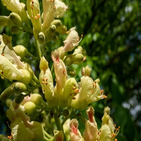 Aesculus flava