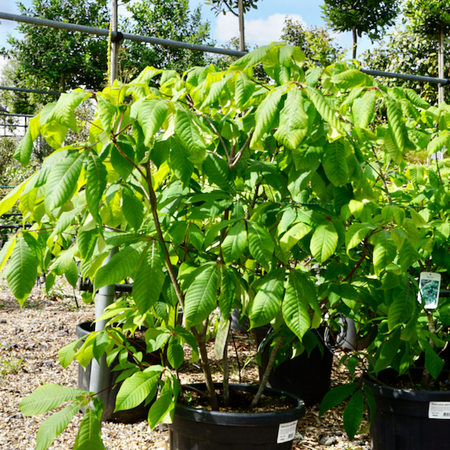 Aesculus parviflora - image 1