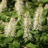 Aesculus parviflora | Order online @ Tendercare UK