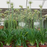 Agapanthus africanus Albus - image 2