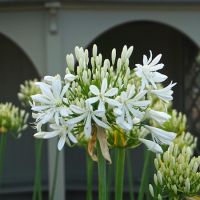 Agapanthus africanus Albus - image 1