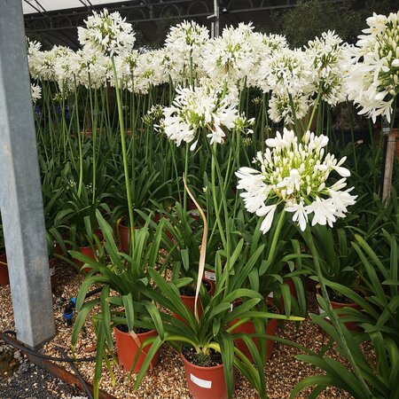 Agapanthus africanus Albus - image 2