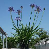 Agapanthus Dokter Brouwer - image 2