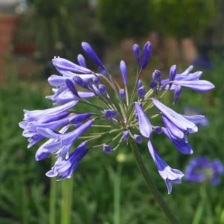 Agapanthus Dokter Brouwer - image 1