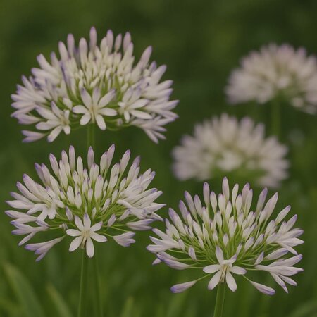 Agapanthus Fireworks