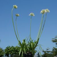 Agapanthus White Star - image 2