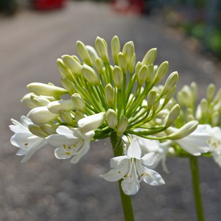 Agapanthus White Star - image 1
