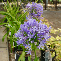 Agapanthus Rhone