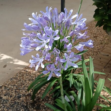 Agapanthus Streamline