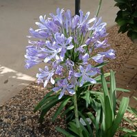 Agapanthus Streamline