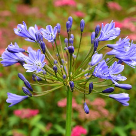 Agapanthus Sunfield