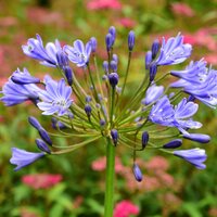 Agapanthus Sunfield