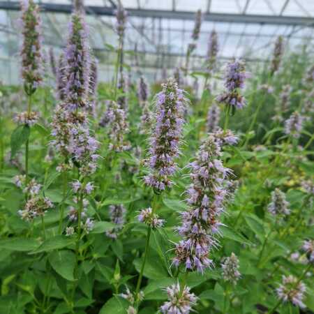 Agastache Blue Fortune