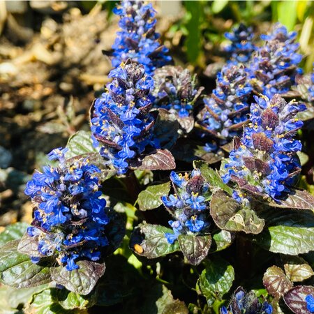 Ajuga rep. Black Scallop