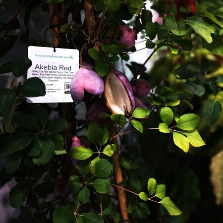 Akebia quinata - image 2