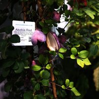 Akebia quinata - image 2
