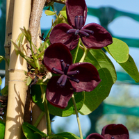 Akebia quinata