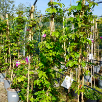 Akebia quinata - image 3