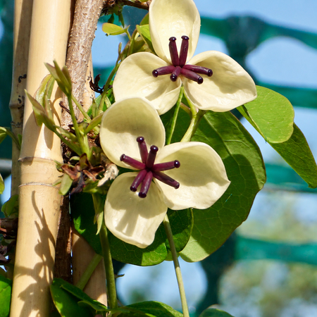 Akebia quinata Cream Form - image 1
