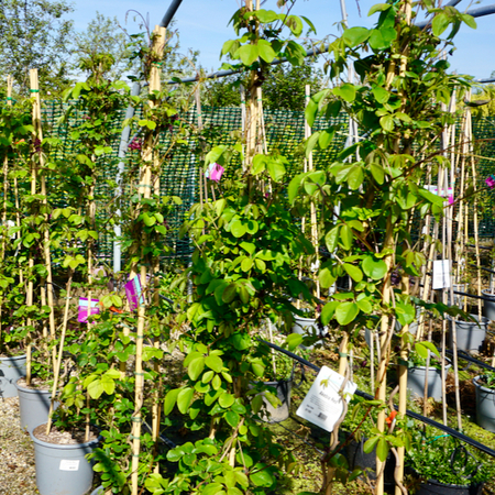 Akebia quinata Cream Form - image 2