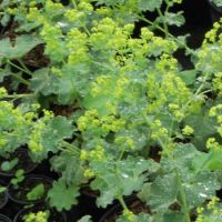 Alchemilla mollis