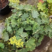 Alchemilla sericata Gold Strike