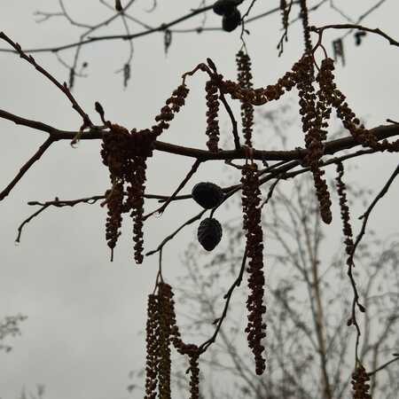 Alnus glutinosa - image 1
