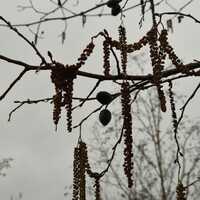 Alnus glutinosa