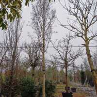 Alnus glutinosa - image 2