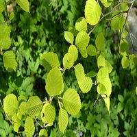 Alnus incana Aurea