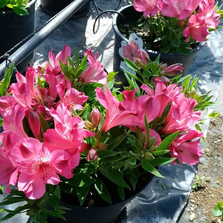 Alstroemeria Inca Coral