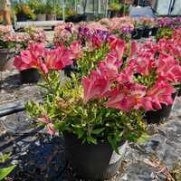 Alstroemeria Inca Coral