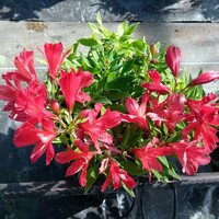 Alstroemeria Inca Lolly