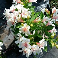 Alstroemeria Inca Lucky