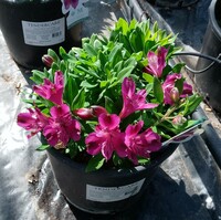 Alstroemeria Inca Purple