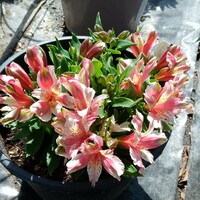 Alstroemeria Inca Sweety