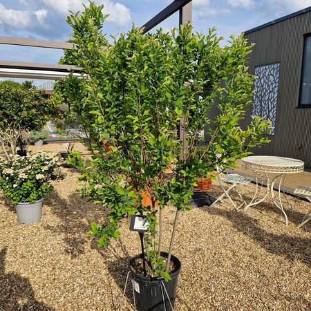 Amelanchier can. October Flame - image 2